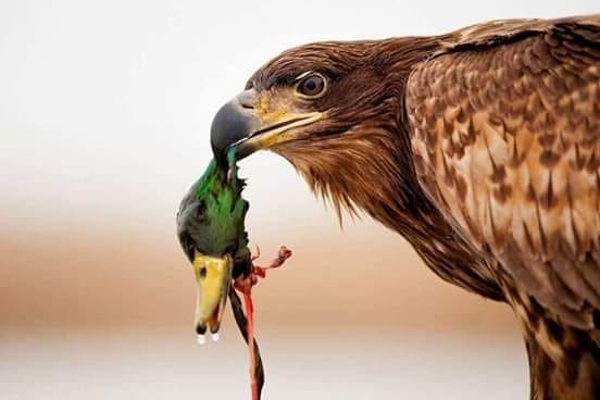 Game Recap: Hawks vs Ducks 3/12